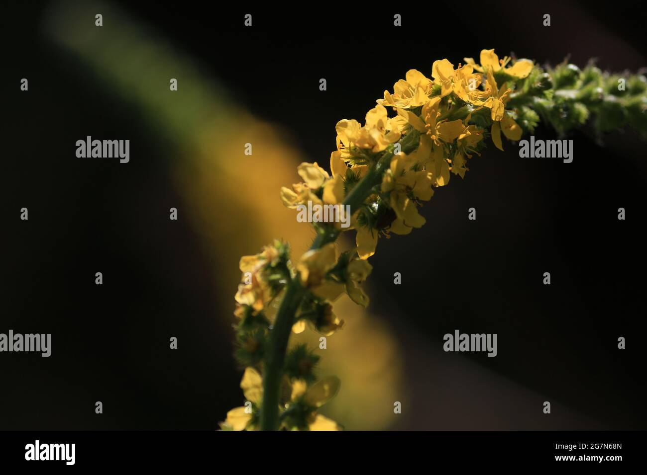 Agrimonia eupatoria, common agrimony. Yellow wildflowers close-up in sunlight on a black background outdoors. Yellow flower in a summer meadow. Stock Photo