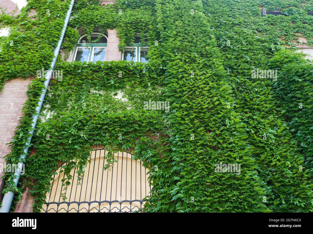 Climbing plants growing up wall hi-res stock photography and