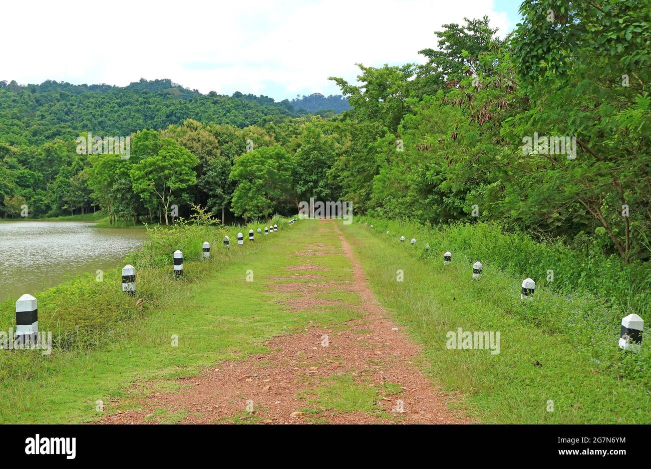 Empty Path Leading into the Lush Forest Stock Photo - Alamy