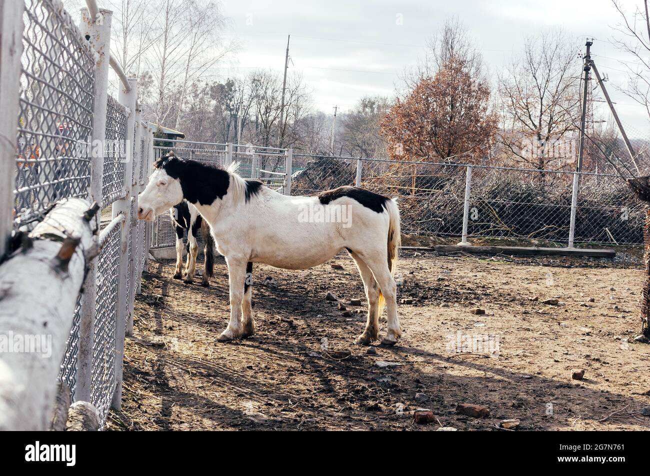 Lonely white albino horse with black spots. A luxurious well-groomed thoroughbred horse grazes and eats hay. A beautiful horse with a black mane Stock Photo
