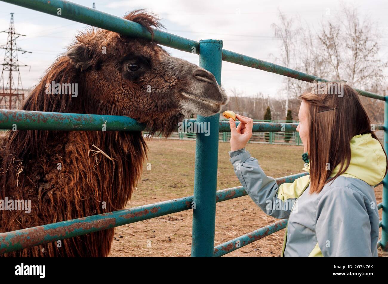 A girl feeds apples from a brown Bactrian camel. The animal is on the farm at the zoo. Camelus bactrianus, a large ungulate animal that lives in the Stock Photo