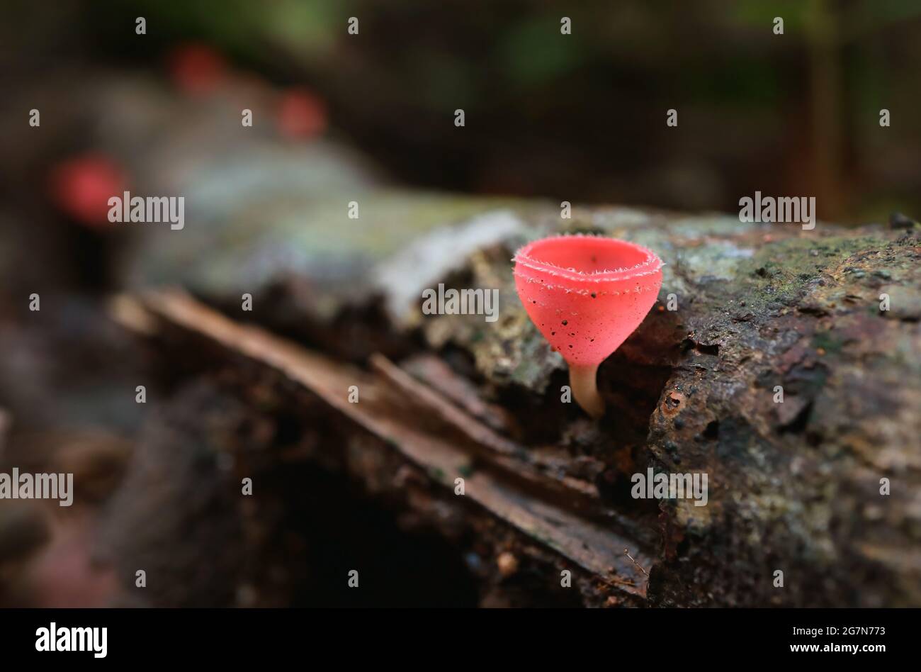 Closeup a Vibrant Color Red Cup Mushroom Found in the Rain Forest of Thailand Stock Photo