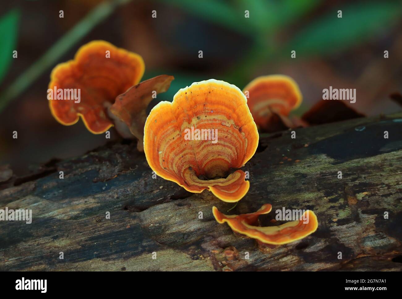 Group of Pycnoporus Sanguineus Wild Mushrooms Growing on the Dead Timber Stock Photo