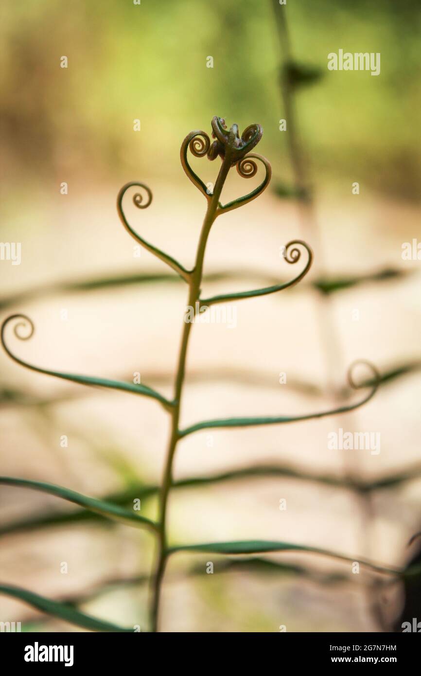 beautiful medical plant, asian plant in nature Stock Photo