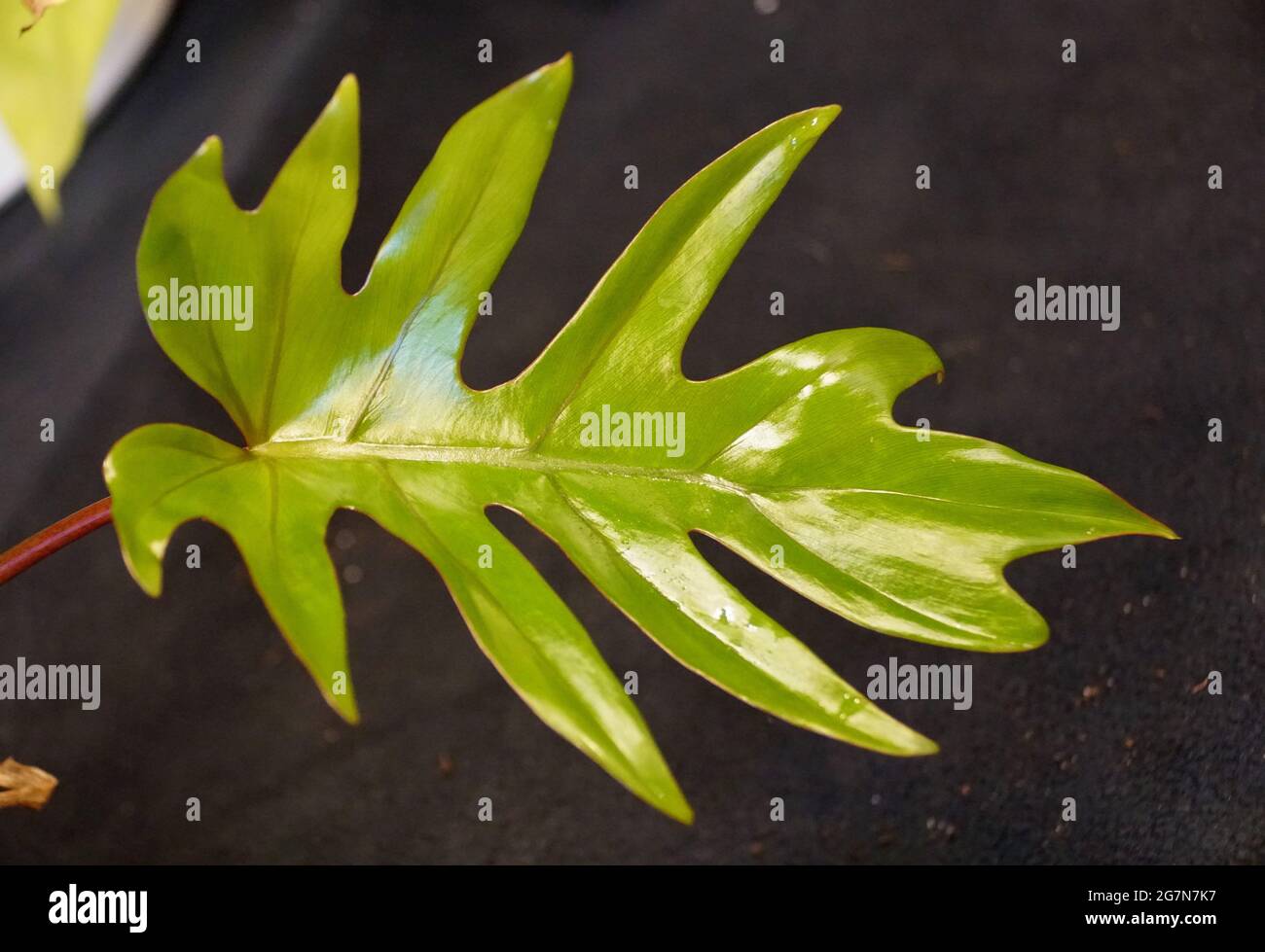 A unique green leaf of Philodendron Mayoi , also known as Philodendron  Tahiti Stock Photo - Alamy