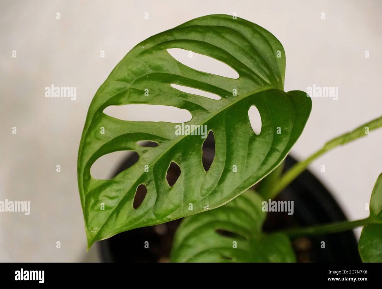 Monstera adansonii laniata hi-res stock photography and images - Alamy