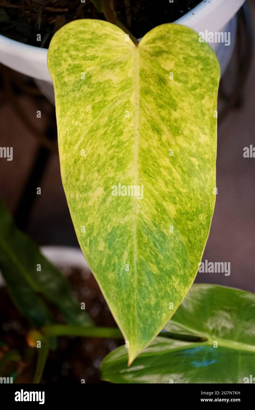 grow lamps for indoor plants GLOWRIUM Full Spectrum Plant Grow Lights 30W (45 in) with Auto-Timer Hanging and Standing Wide Area Coverage in Indoor Plants-G3 main image 1