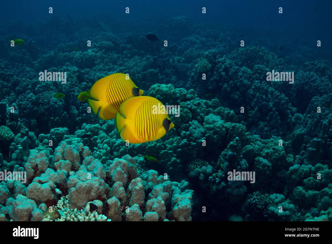Deep golden color hi-res stock photography and images - Alamy
