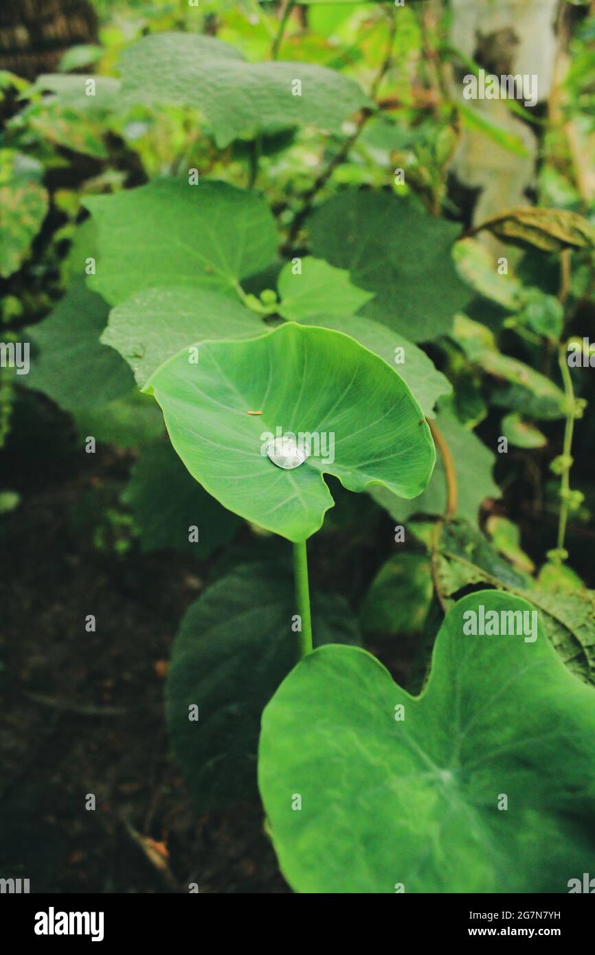 beautiful medical plant, asian plant in nature Stock Photo