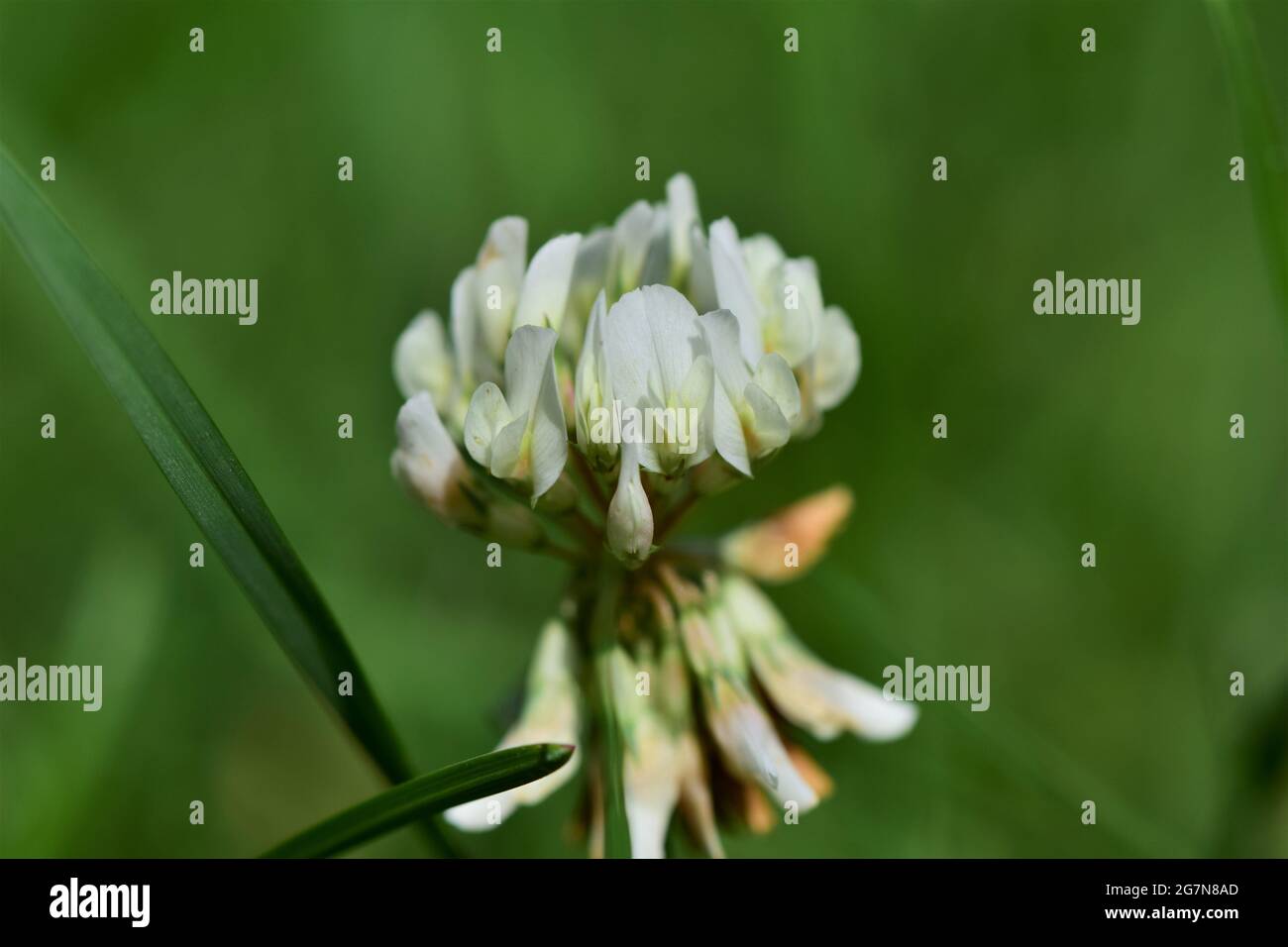 Close up of a white clover blossom against green blurred grasses as background Stock Photo