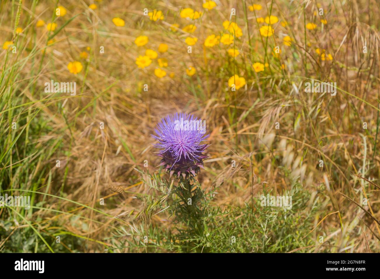Purple wild flower in spring, rural Portugal Stock Photo