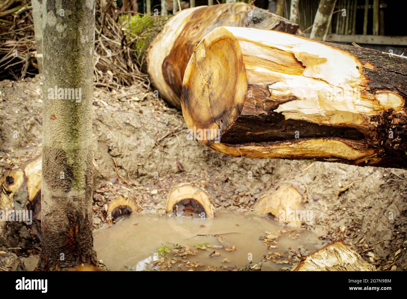 Deforestation,cutting tree image Stock Photo