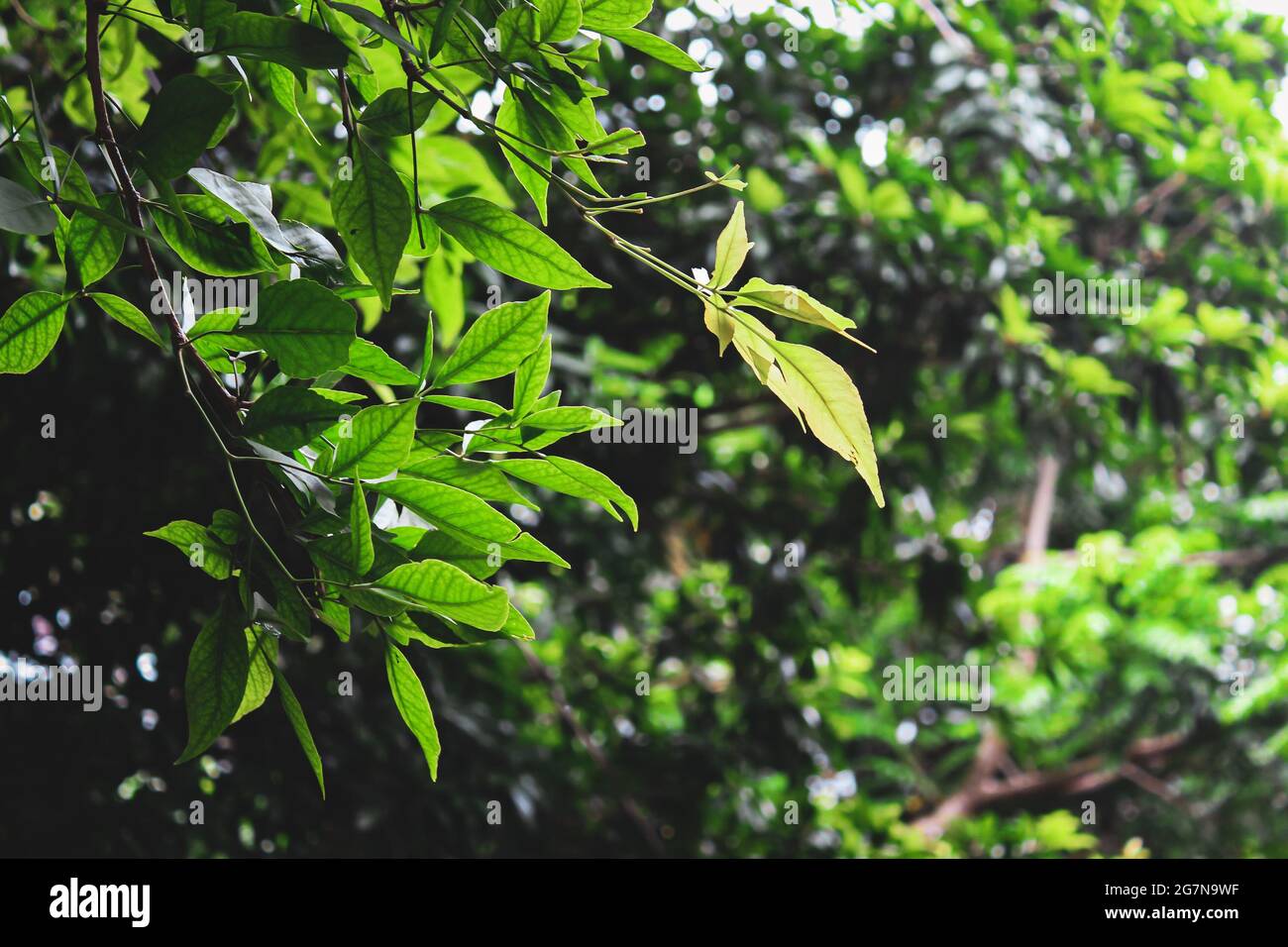 Tropical wood apple plant image Stock Photo