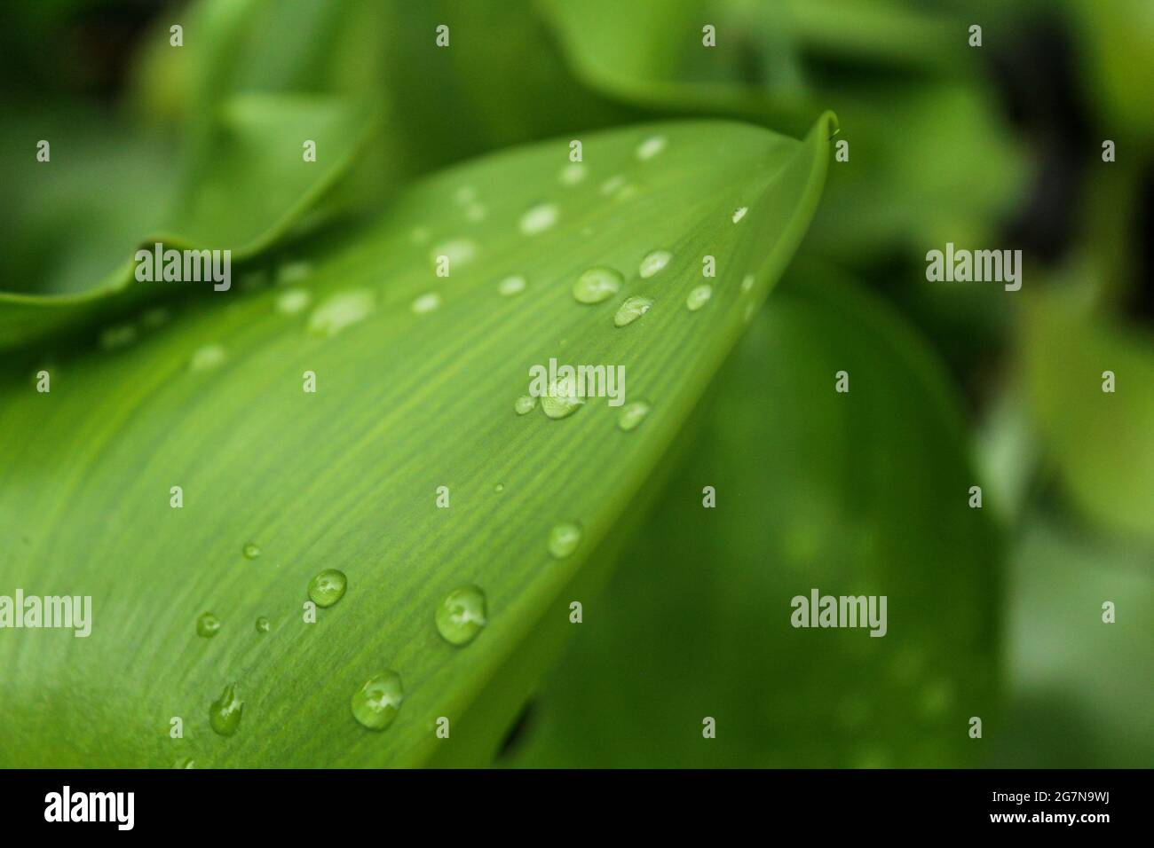 Rain drops on tabernaemontana plant leaf,tropical water plant Stock Photo