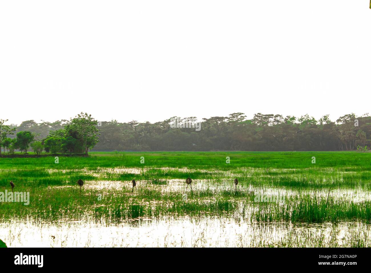 Bangladesh rice field hi-res stock photography and images - Alamy