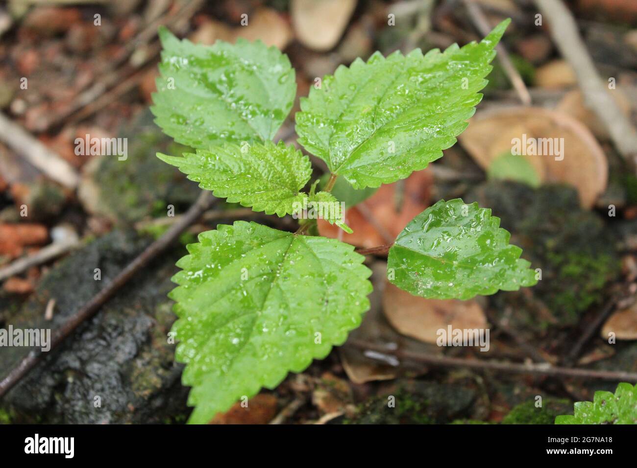 Tragia involucrata, the Indian stinging nettle, is a species of plant in the family Euphorbiaceae. Stock Photo