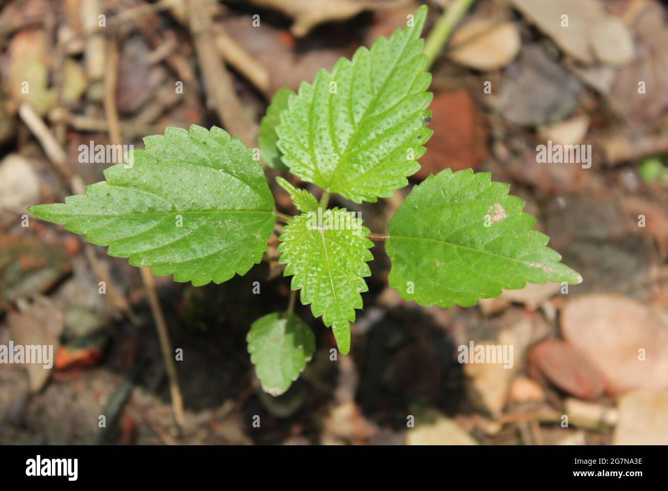 Tragia involucrata, the Indian stinging nettle, is a species of plant in the family Euphorbiaceae. Stock Photo