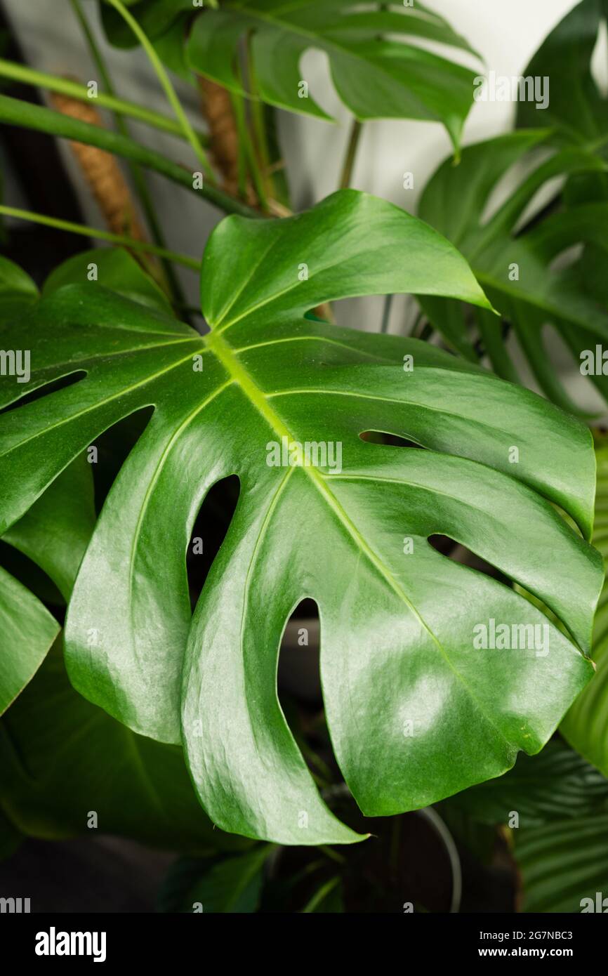 Decorations Real Monstera Leaves Composition Tropical Botanical Concept  Nature Ideas. Home gardening houseplant. Abstract green dark texture.  Minimal style interior Stock Photo - Alamy