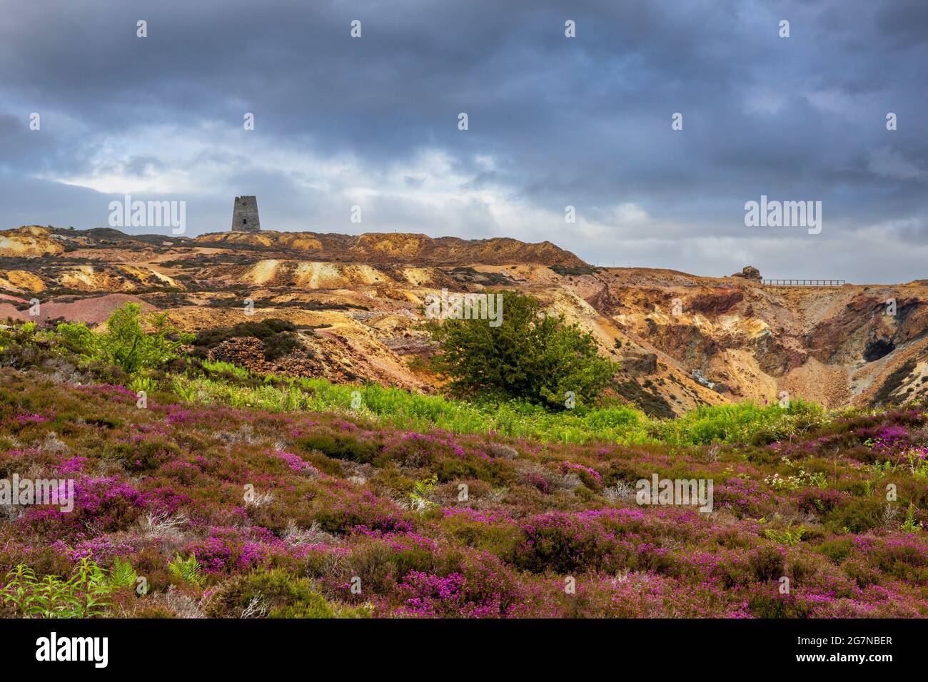 Purple flowering heather at Pary’s Mountain disused Opencast Mine, Anglesey, North Wales Stock Photo