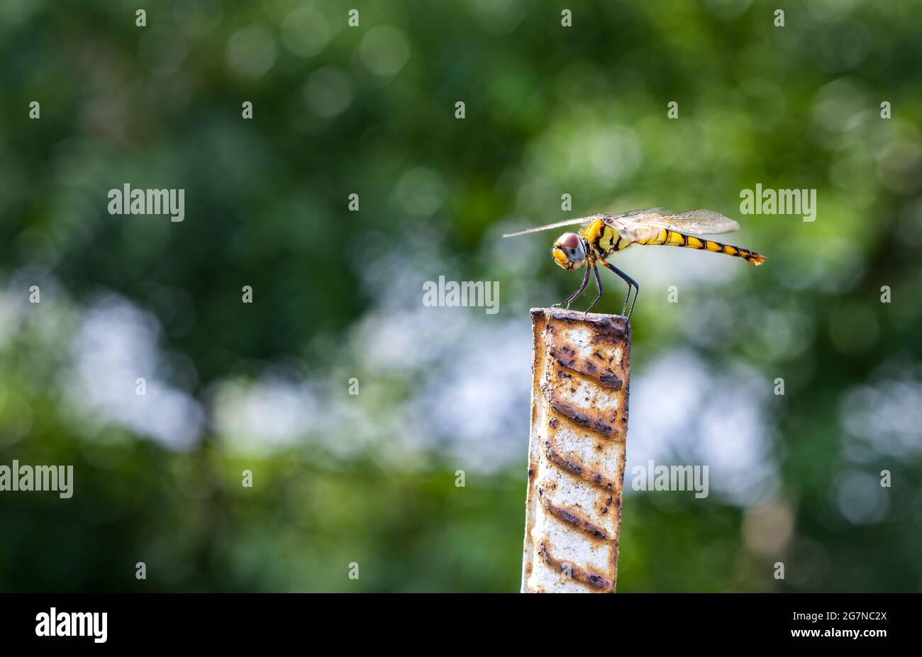 Black and yellow striped dragonfly sitting on a rod close up Stock ...