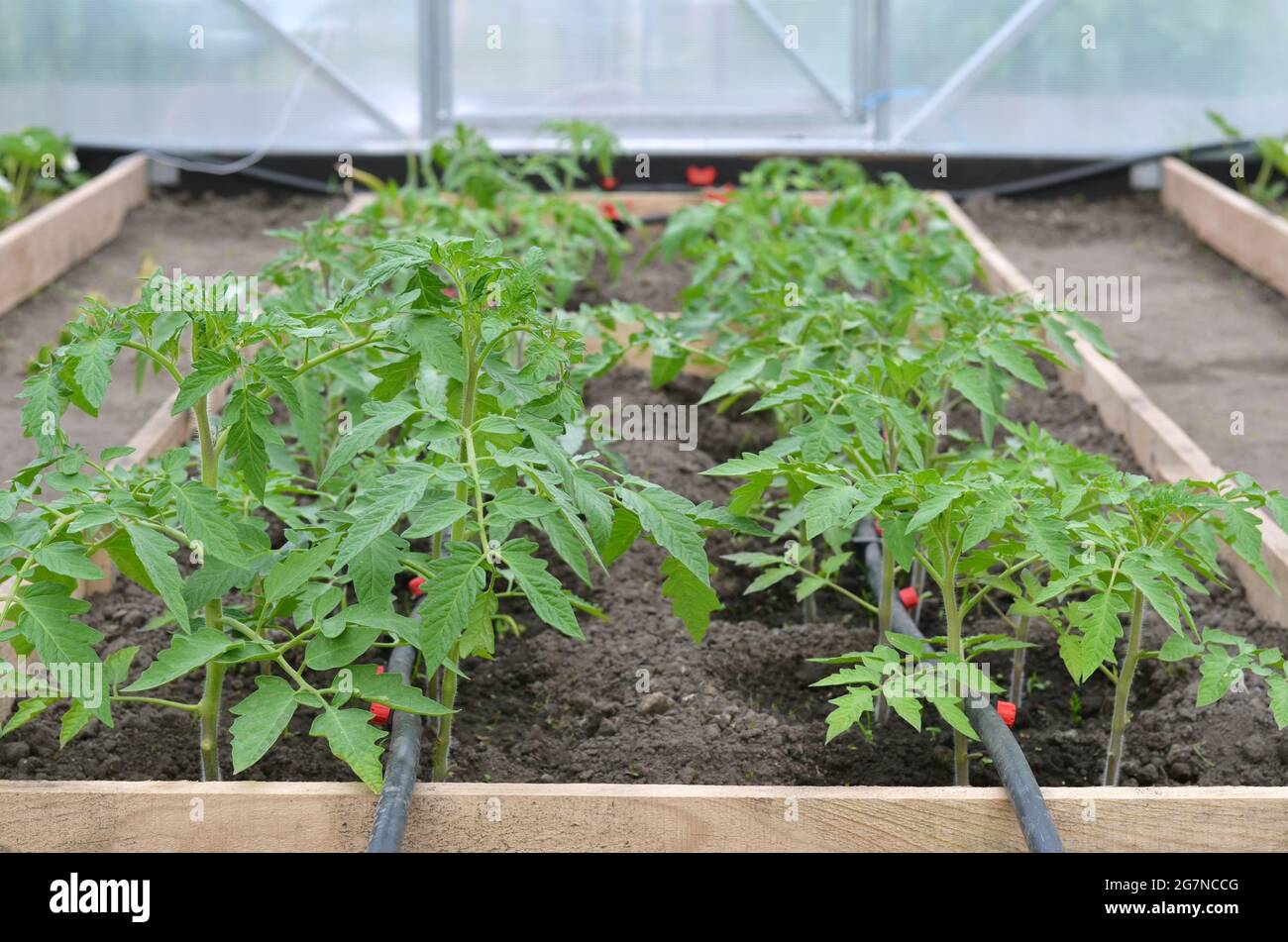 My Tomato Growing setup in a Greenhouse with a watering system