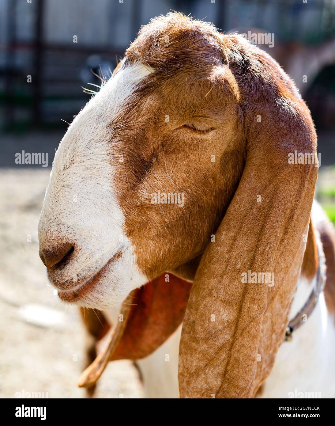 Portrait of a female Nubian goat with her eyes closed. With an arrogant, smug expression on his face. Close and side view. Vertical orientation. Stock Photo
