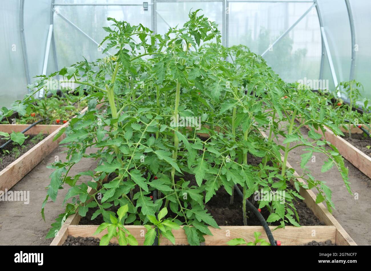 https://c8.alamy.com/comp/2G7NCF7/organic-tomato-plants-in-a-greenhouse-with-a-drip-irrigation-system-concept-of-growing-your-own-organic-food-2G7NCF7.jpg