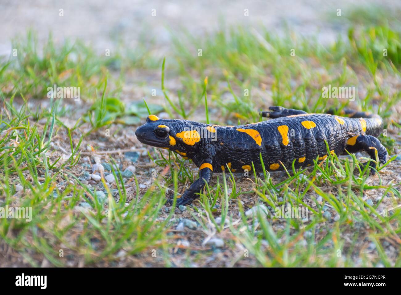 European fire salamander (Salamandra salamandra), a black yellow spotted amphibian in its natural habitat Stock Photo