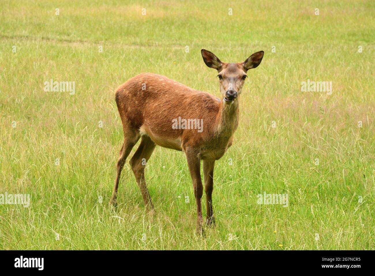 Deer grazing in Richmond Park, UK Stock Photo