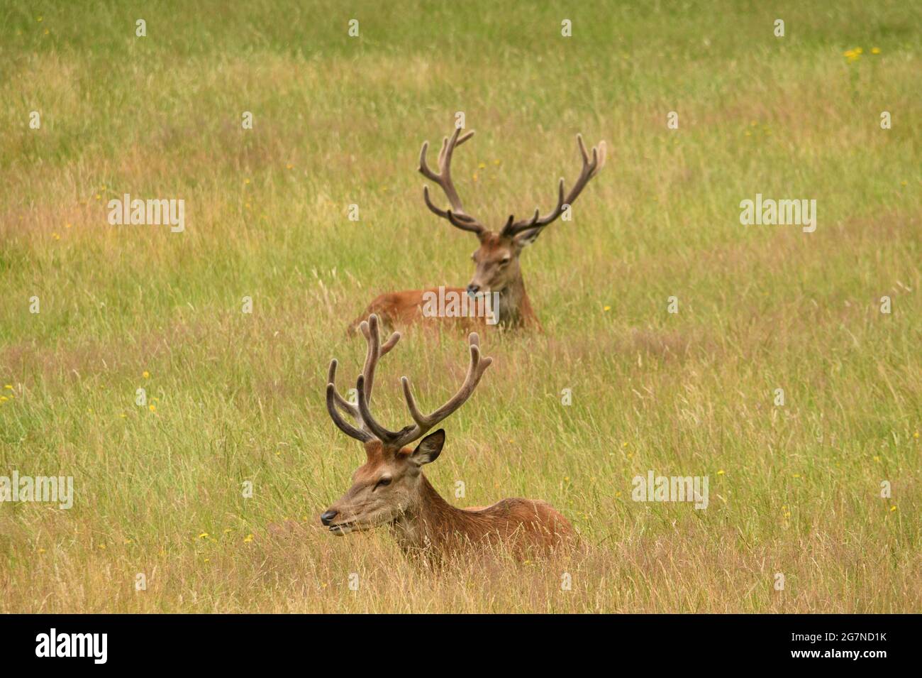 Deer grazing in Richmond Park, UK Stock Photo