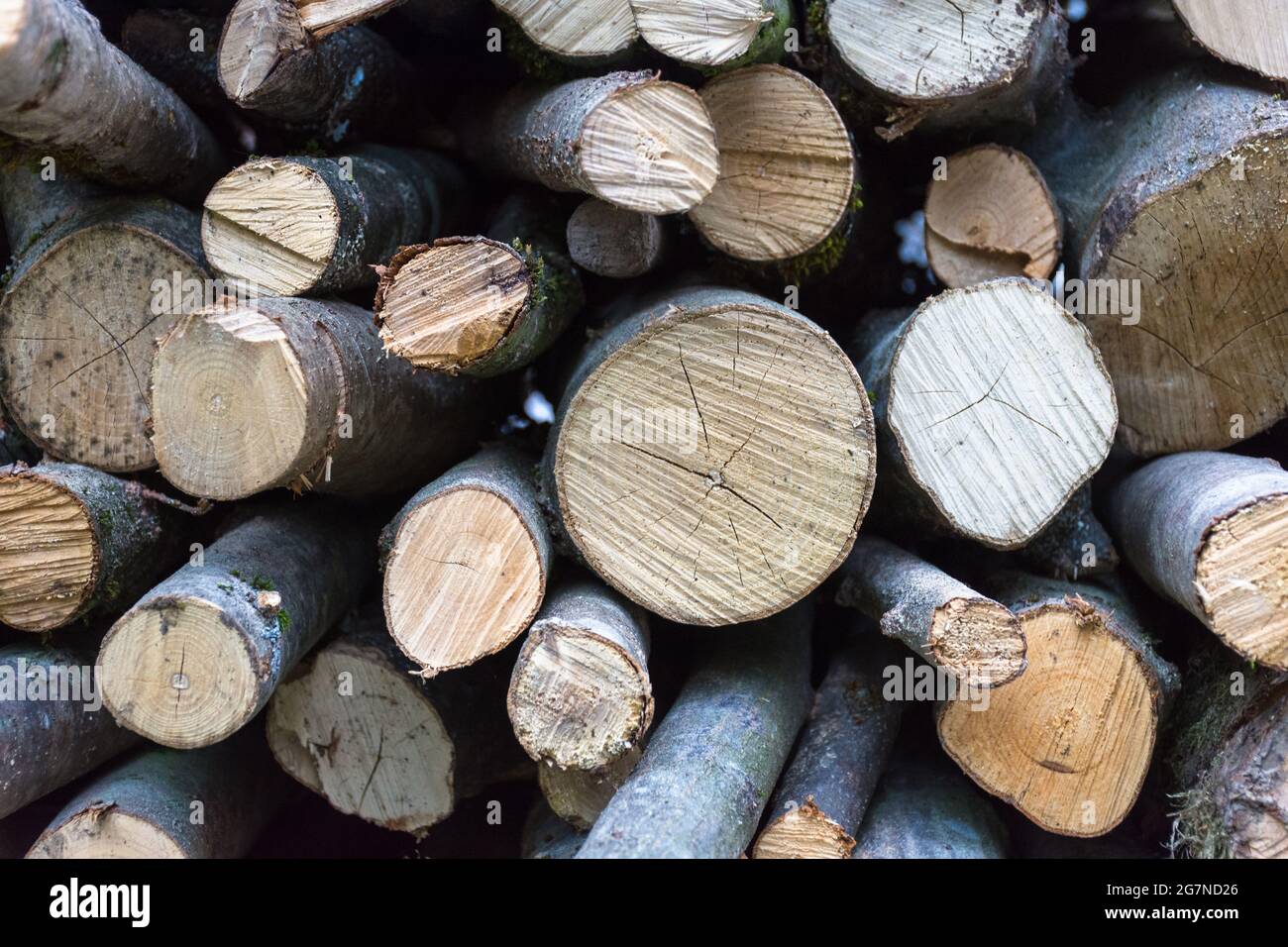 Chopped down tree trunks stacked in a storage yard Stock Photo