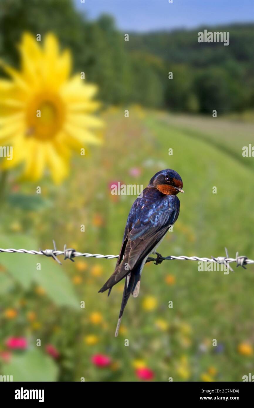 Barn swallow (Hirundo rustica) perched on barbwire fence along meadow with wildflowers and sunflowers Stock Photo