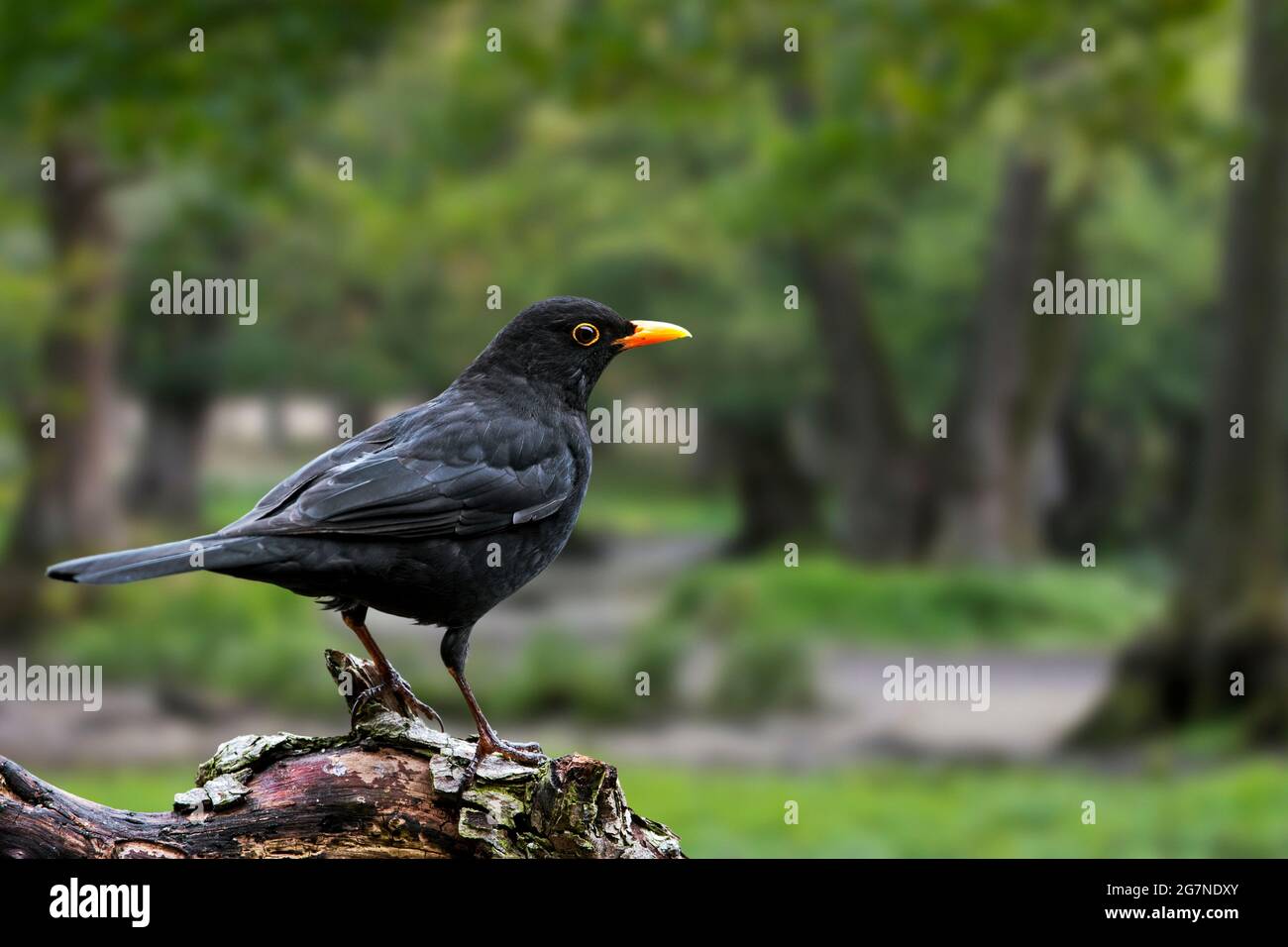 Common blackbird (Turdus merula) male perched on tree stump in deciduous forest Stock Photo