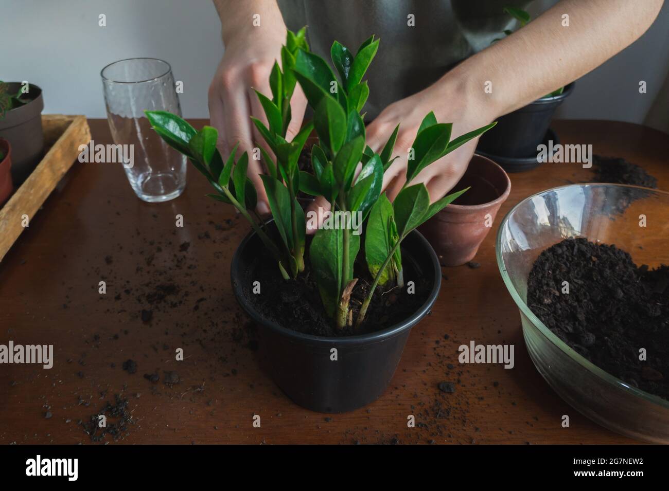 A person repotting a ZZ plant inside a apartment, on top of a wooden table with dirt and others houseplants on the background. Stock Photo