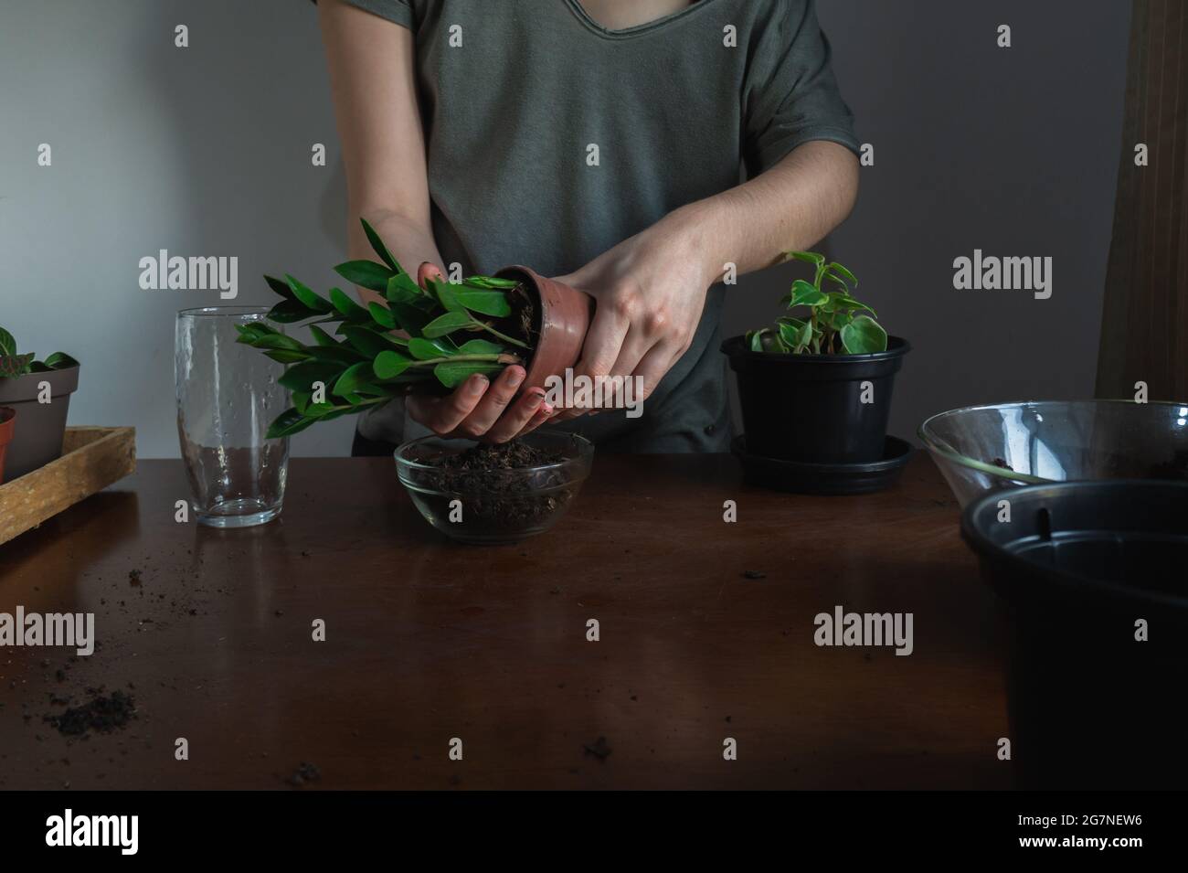 Repotting plant hi-res stock photography and images - Alamy