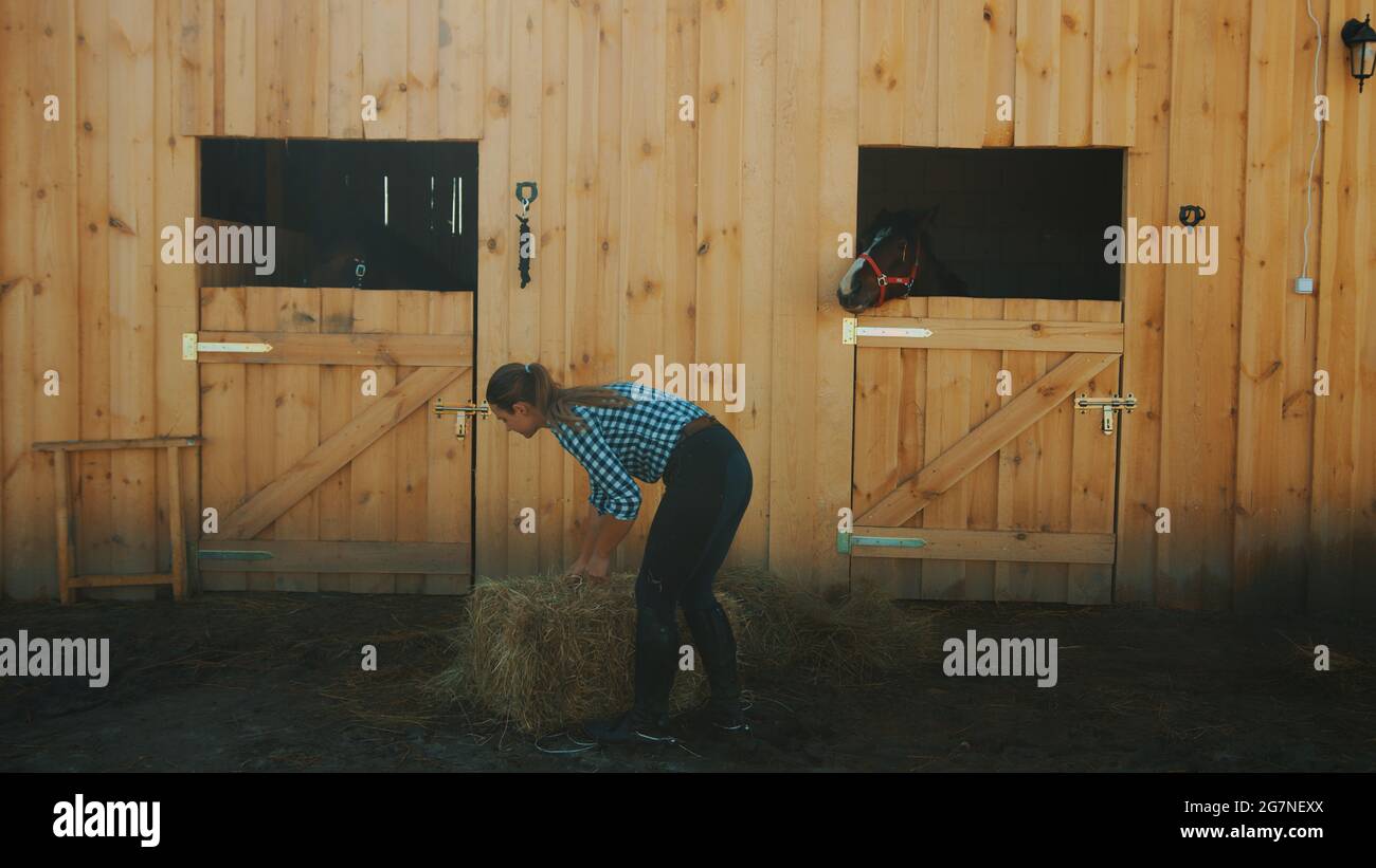 Female horse owner picking up hay bundle from the floor to feed her horses. View from the horse stable with separate stalls for horses. A seal brown horse looking out from the window of its stall.  Stock Photo