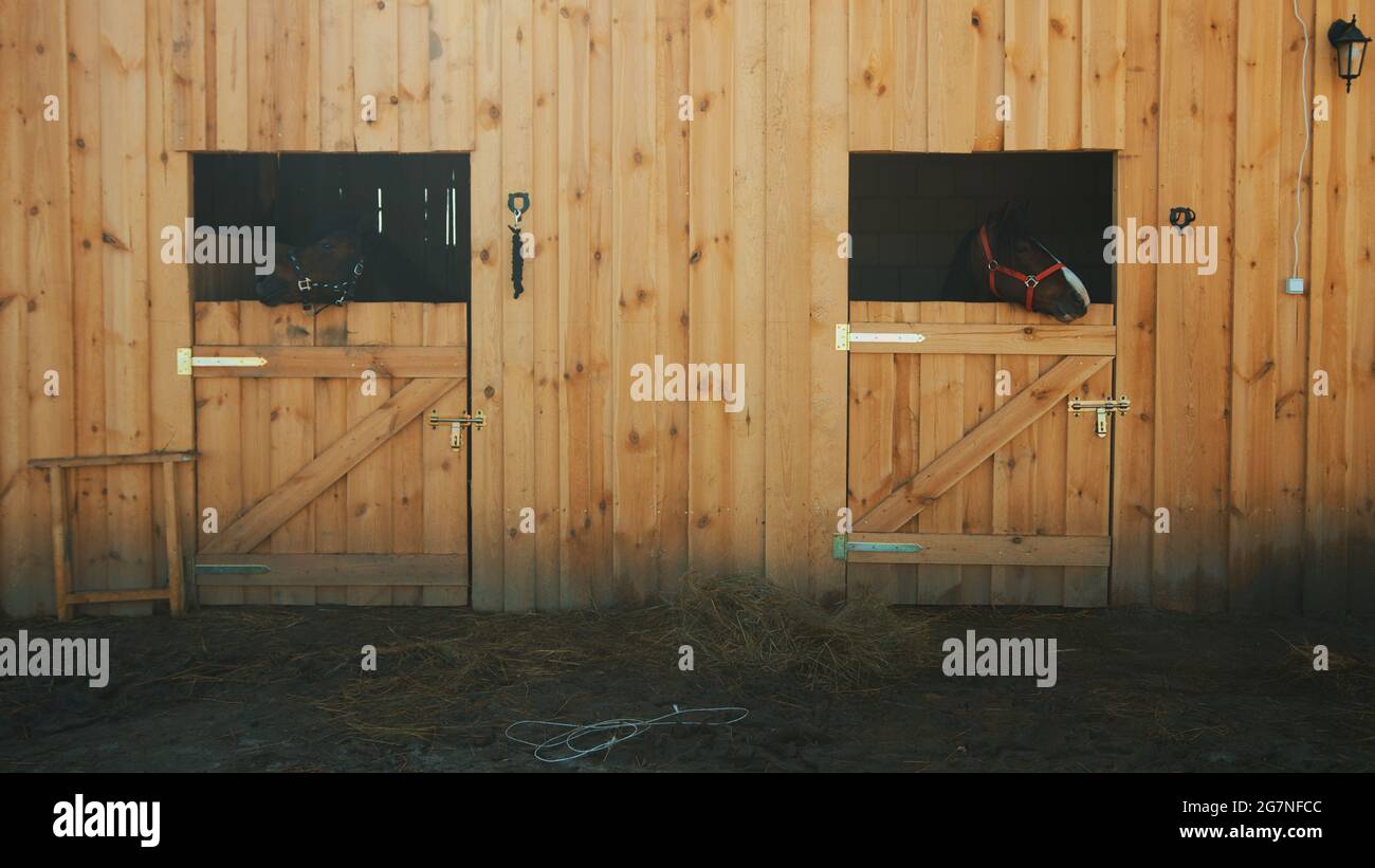 View from the horse stable with separate stalls for horses. Two seal brown horses looking out from the window of their stall. Hays on the ground of the stable.  Stock Photo