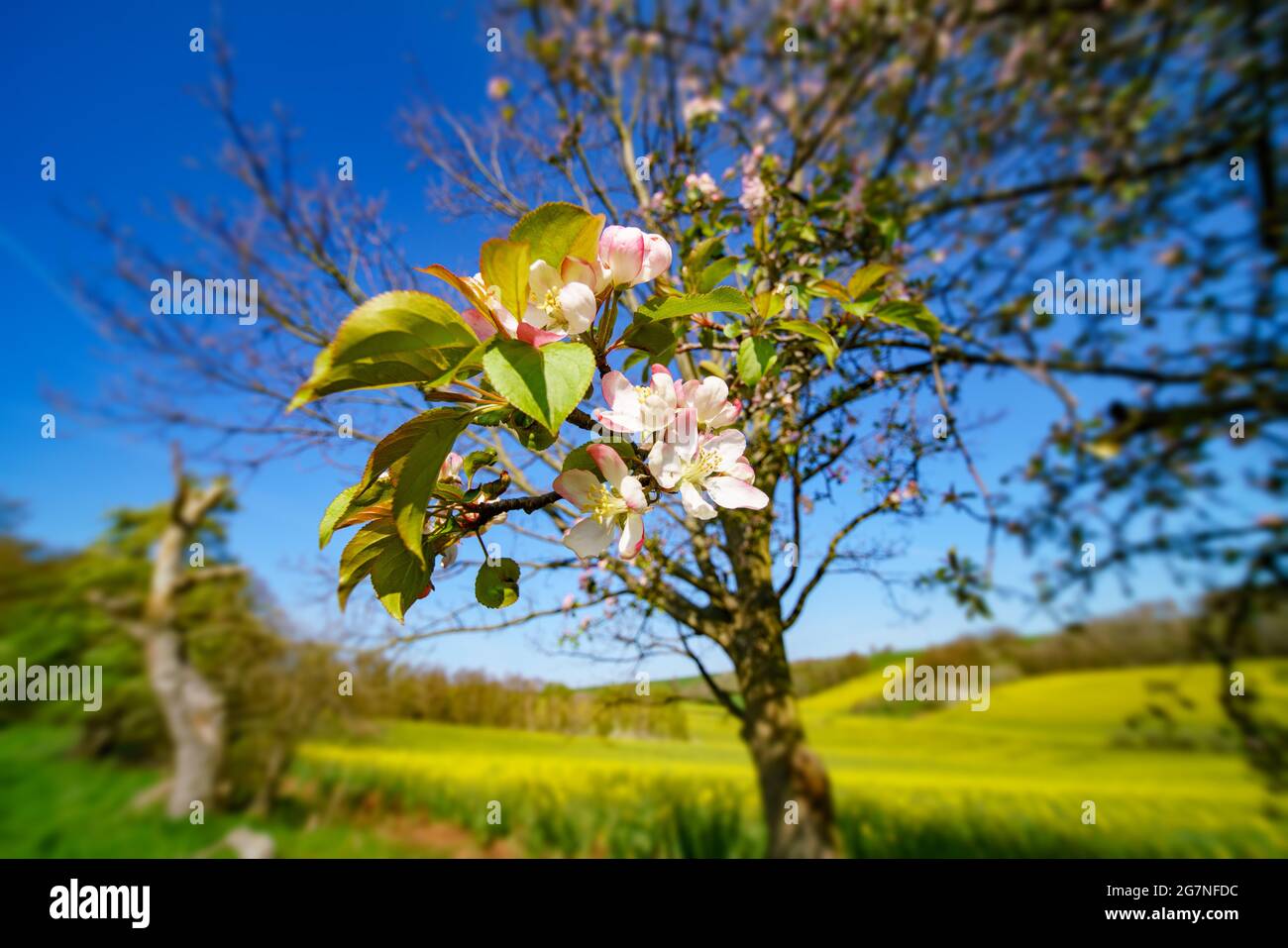 Flowers on apple tree in spring Stock Photo Alamy