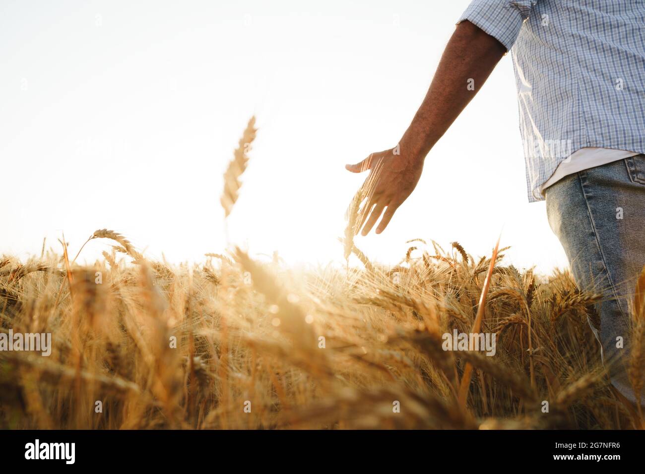 Male hand touches wheat ears on field at sunset Stock Photo - Alamy