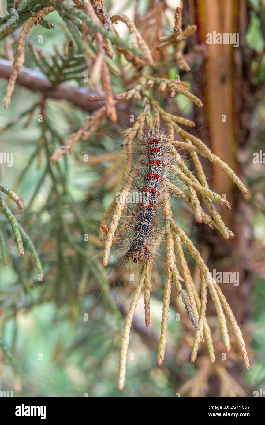 Caterpillar on a tree. Disguised pest on juniper Stock Photo Alamy