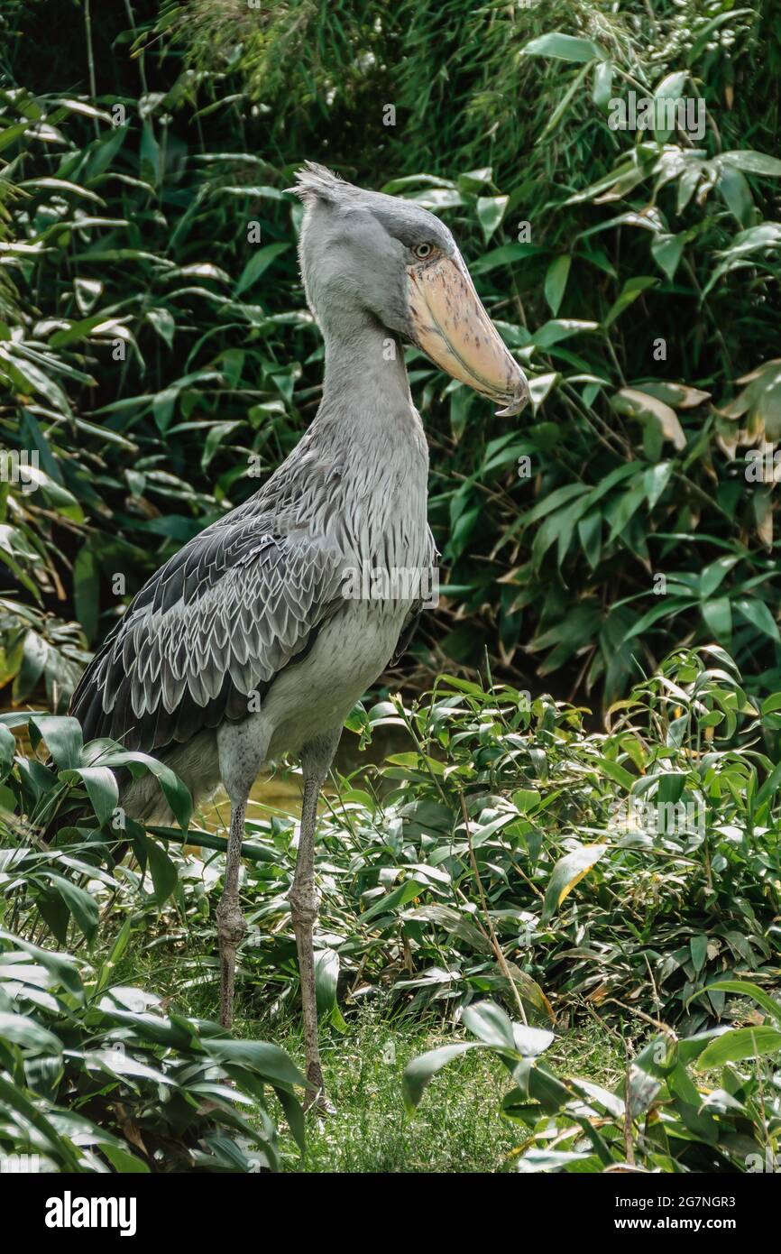 Shoebill,Balaeniceps rex, also known as whalehead is a large tall bird and lives in tropical east Africa.It has huge, bulbous bill and blue-grey feath Stock Photo
