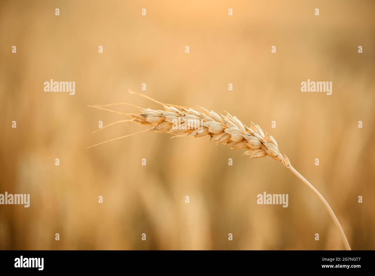 Ripe wheat spike close-up in the yellow wheat field, wheat harvest summer agricultural background Stock Photo