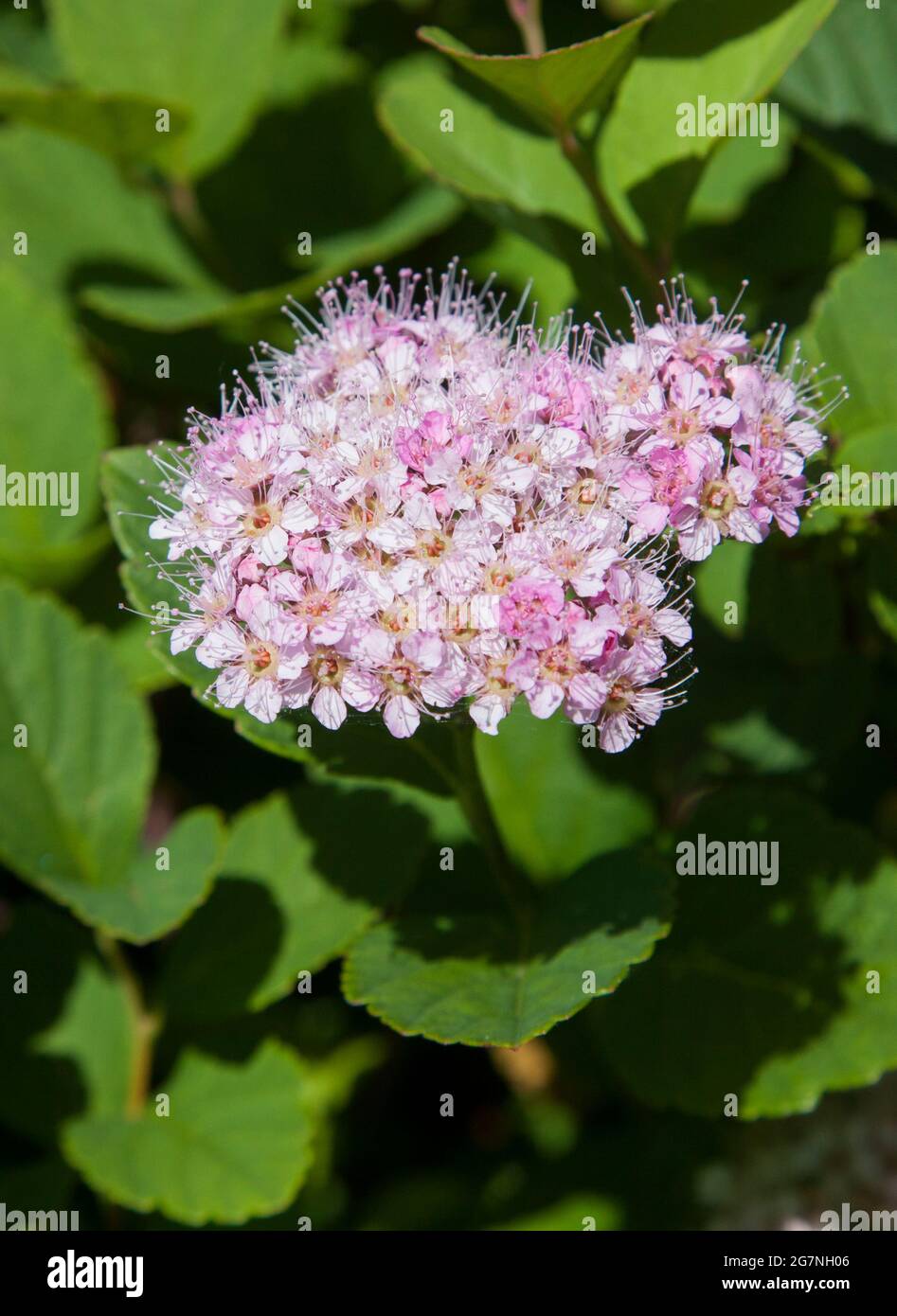 SPIRAEA or meadowsweets shrub in family Rosaceae Stock Photo
