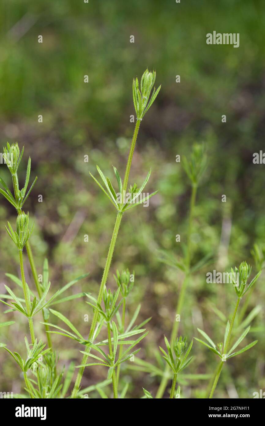 Cleavers or bedstraw galium hires stock photography and images Alamy