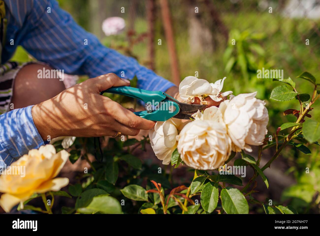 Woman deadheading spent english rose hips in summer garden. Gardener