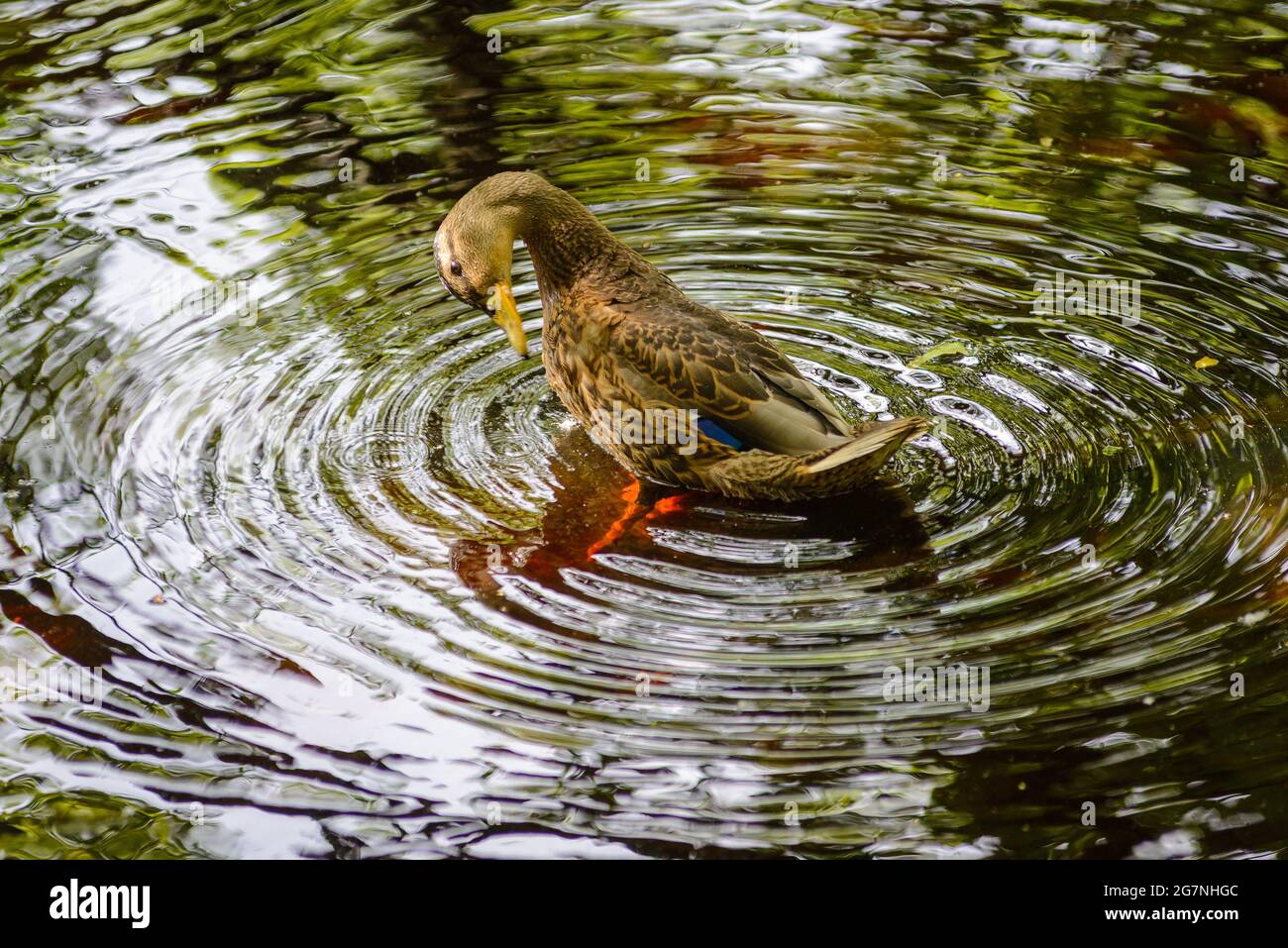 Fritham, New Forest, Hampshire, UK, 15th July 2021, Weather: Wow, look at my feet! Sunlight penetrates the water of Eyeworth Pond and illuminates a duck’s orange feet under the surface. Sunny at times and warm temperatures rising. Credit: Paul Biggins/Alamy Live News Stock Photo