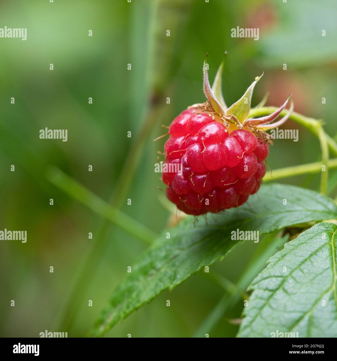 Raspberry plant uk hi-res stock photography and images - Alamy