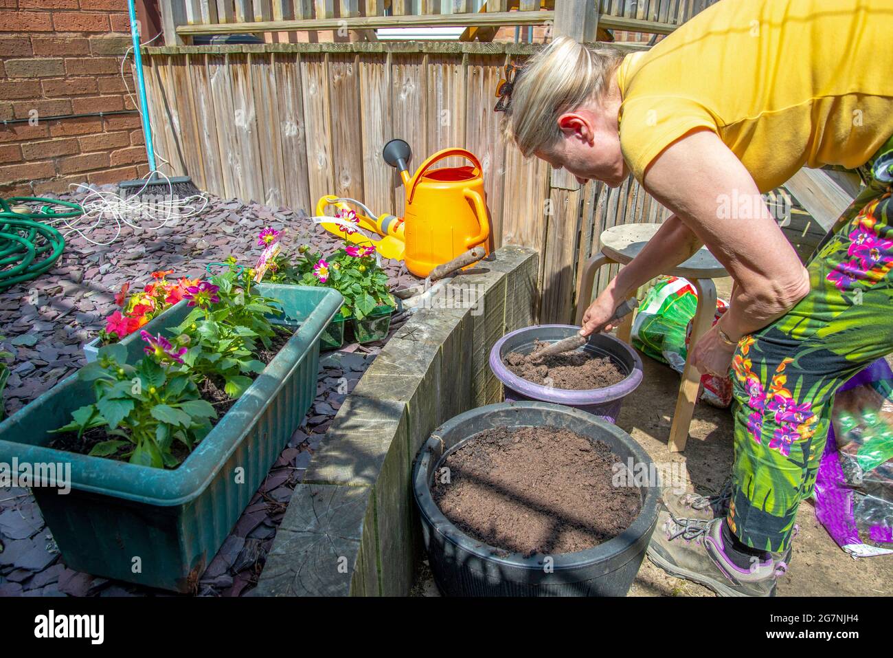 In her sunny back yard planting small colorful flowers in garden plant