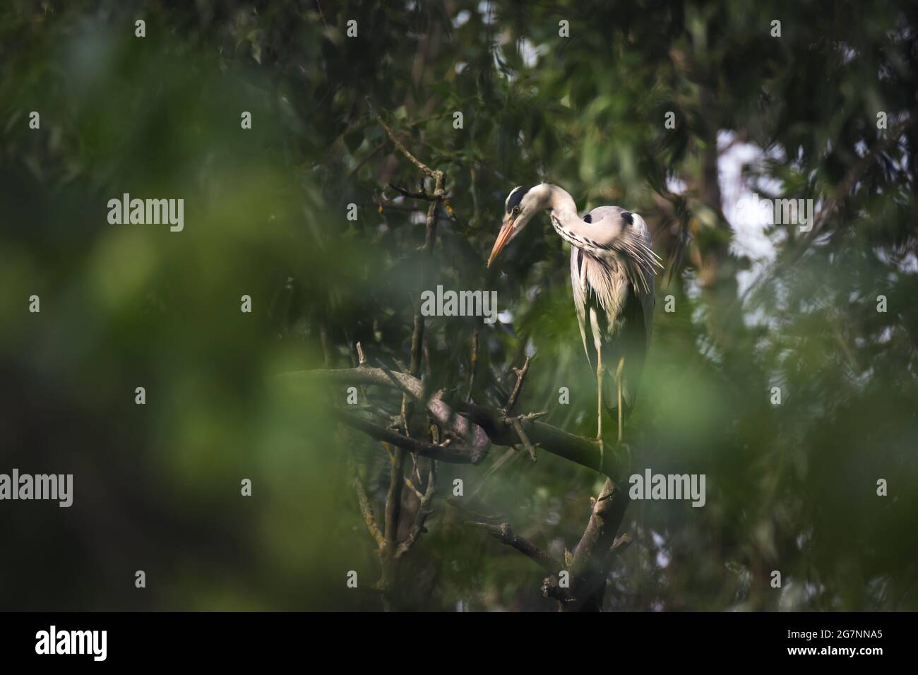 Single grey heron bird (Ardea cinerea) sitting on tree branch on green leaves background Stock Photo
