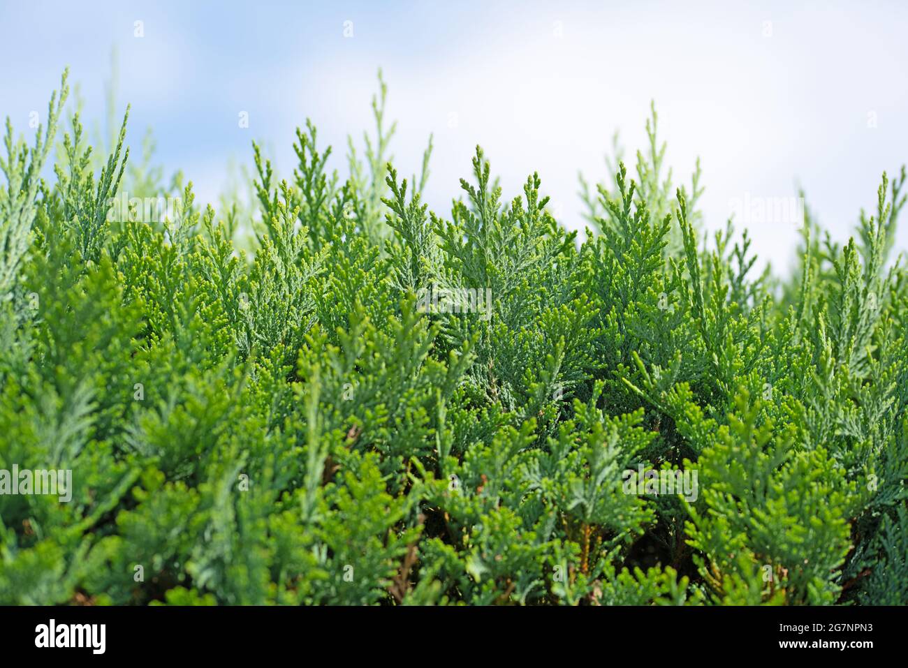 Lawson's false cypress, hedge, Chamaecyparis lawsoniana Stock Photo
